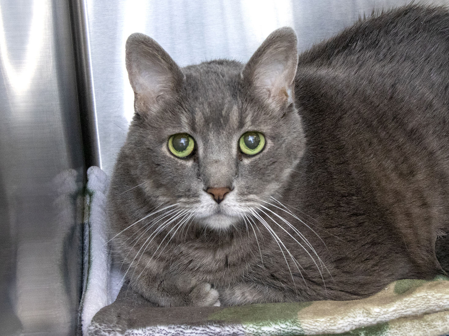 Last week's pet, still available: Jack